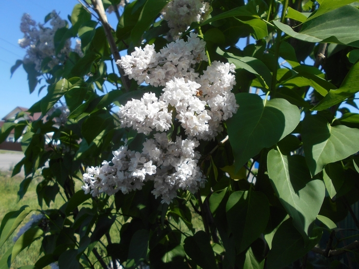 4533467_DSCN76741 (700x525, 287Kb)
