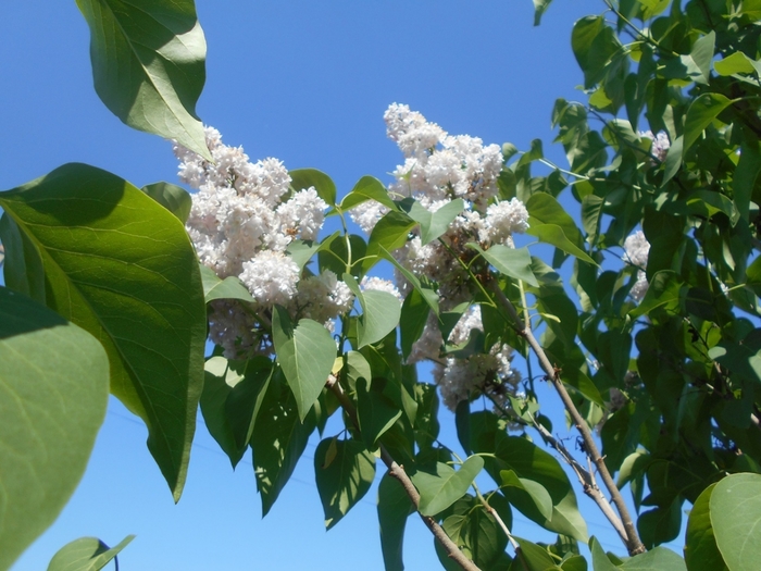 4533467_DSCN76761 (700x525, 277Kb)