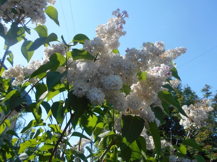 4533467_DSCN76781 (700x525, 310Kb)