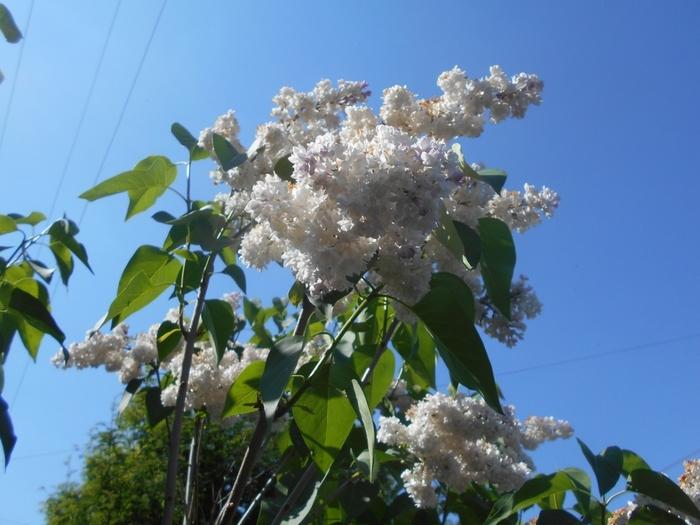 4533467_DSCN76791 (700x525, 254Kb)