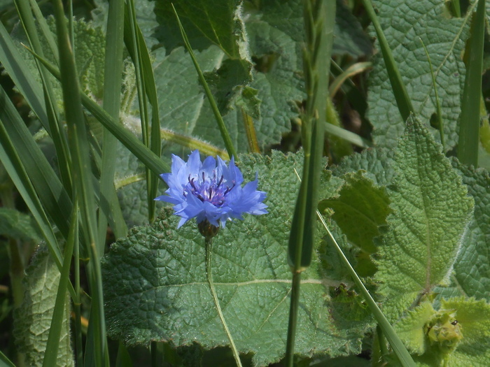 DSCN6027 (700x525, 185Kb)