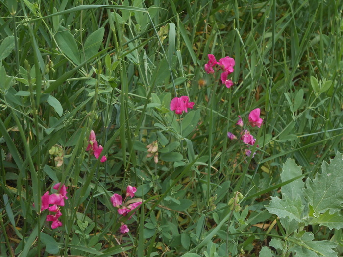 DSCN6060 (700x525, 174Kb)