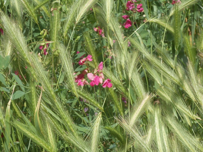 DSCN6061 (700x525, 158Kb)