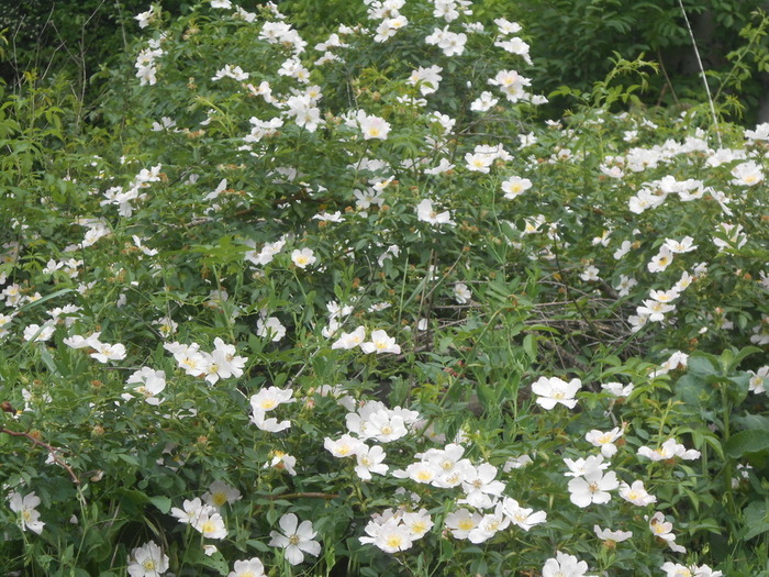 DSCN6073 (700x525, 193Kb)