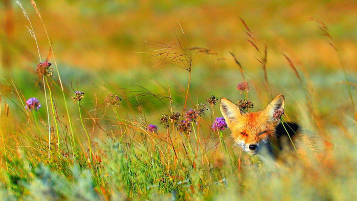 49 (700x393, 473Kb)