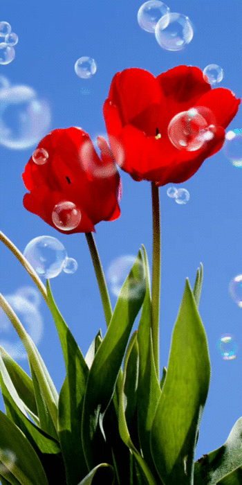 1 (350x700, 2789Kb)