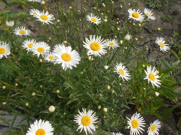 4533467_DSCN76931 (700x525, 355Kb)