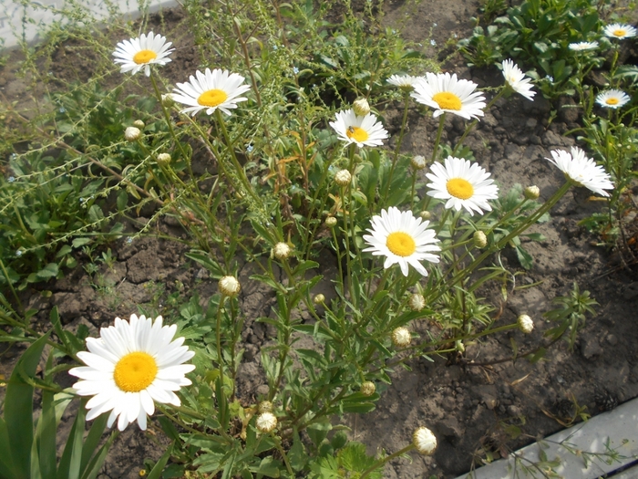 4533467_DSCN76951 (700x525, 356Kb)