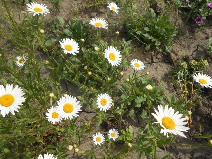 4533467_DSCN76971 (700x525, 359Kb)