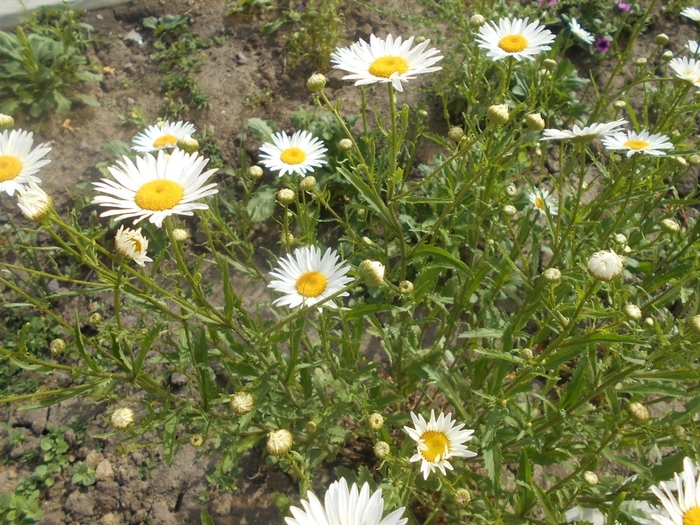 4533467_DSCN76991 (700x525, 364Kb)