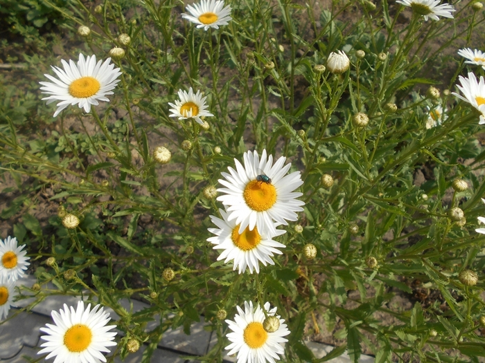 4533467_DSCN77011 (700x525, 343Kb)