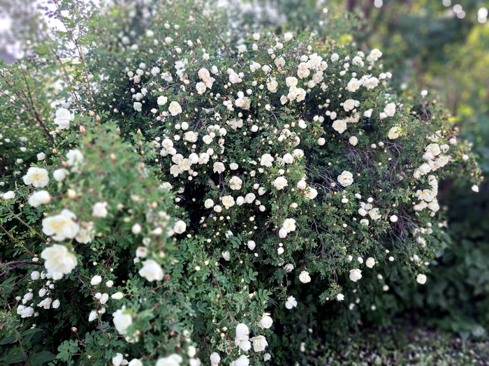 20250613_075639 (700x525, 231Kb)