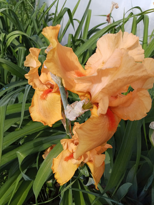 IMG_20250608_082527_354 (525x700, 454Kb)