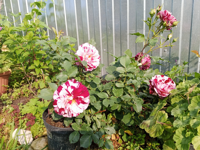 IMG_20250613_161251_963 (700x525, 588Kb)