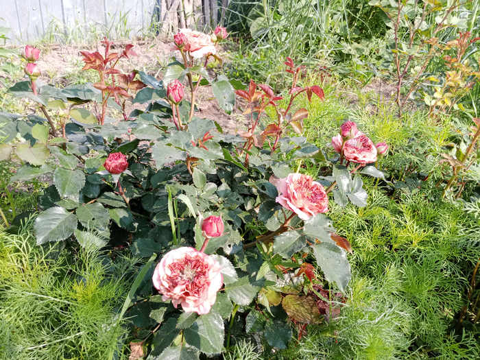 IMG_20250606_080144_451 (700x525, 668Kb)