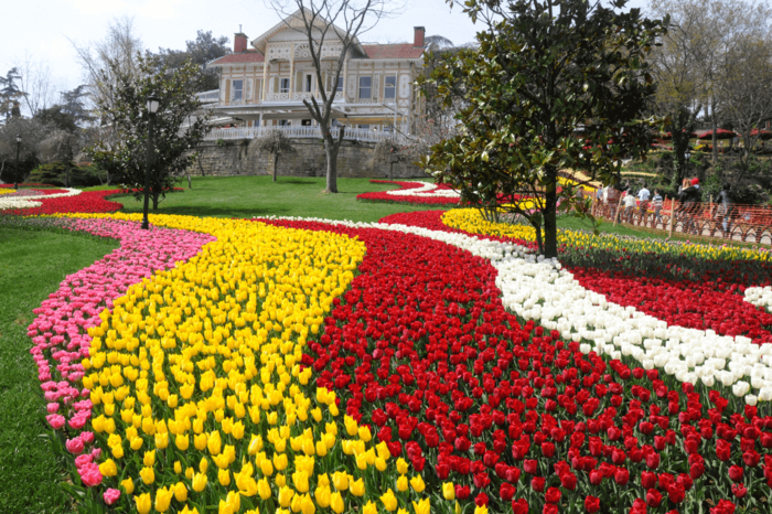 Istanbul-during-Tulip-Festival (900x666, 690Kb)