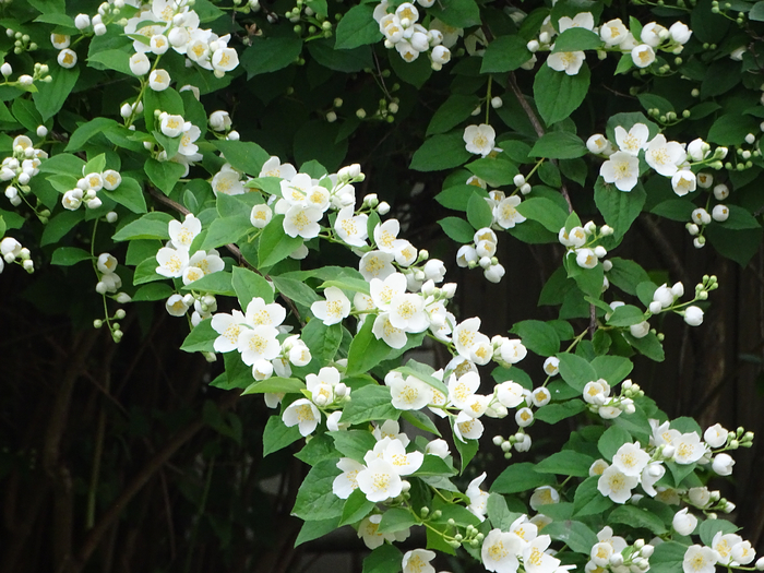 DSC00232 (700x525, 490Kb)