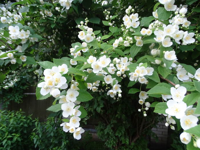 DSC00329 (700x525, 497Kb)
