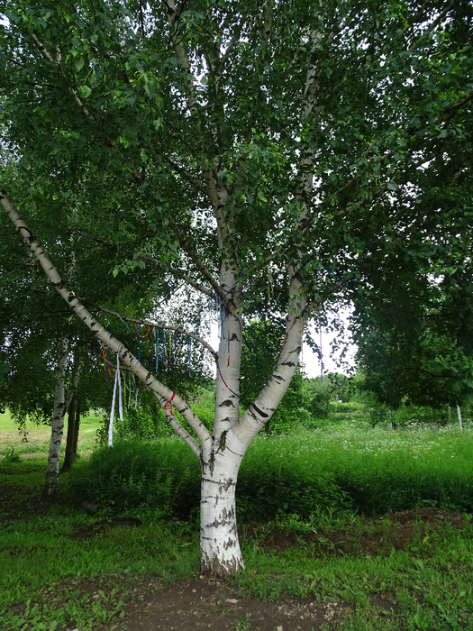DSC00185 (525x700, 594Kb)