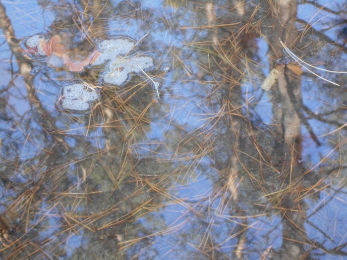 4533467_DSCN73901 (700x525, 302Kb)