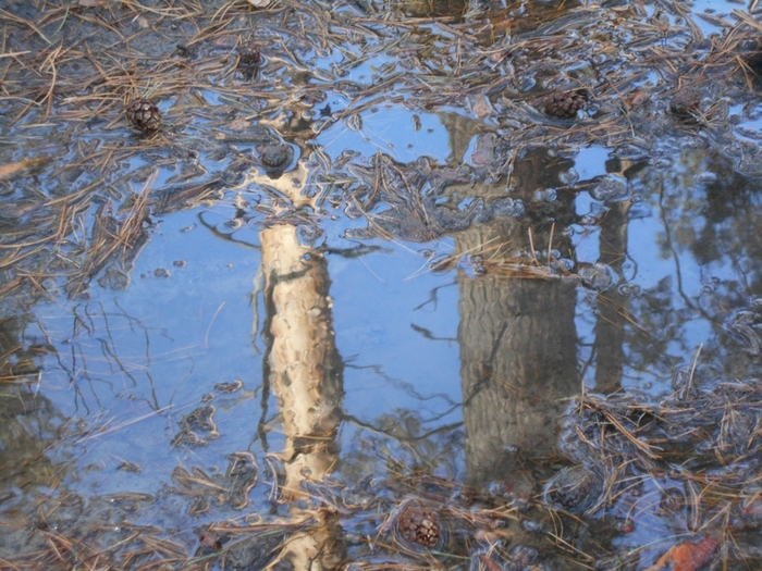 4533467_DSCN73921 (700x525, 335Kb)