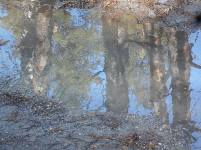 4533467_DSCN74011 (700x525, 299Kb)