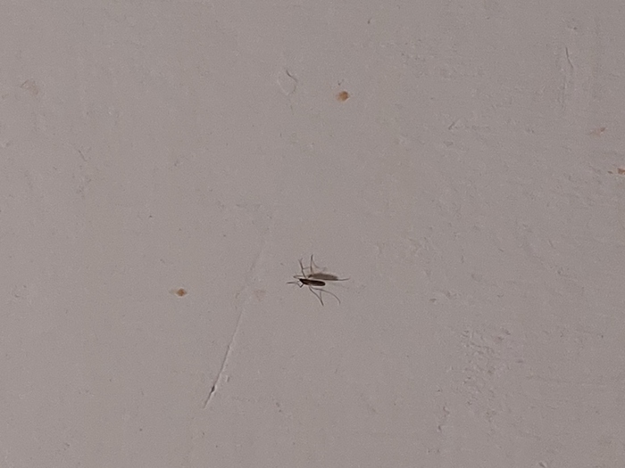 20250321_195937 (700x525, 121Kb)