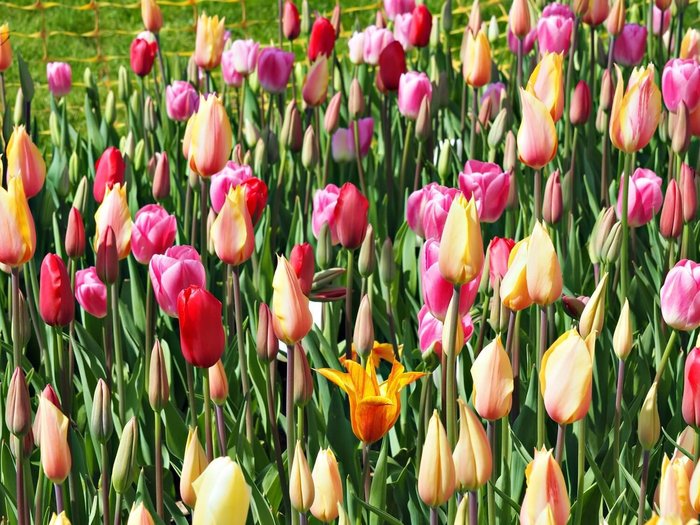 1Variety+of+tulips+at+the+tulip+festival (900x725, 116Kb)