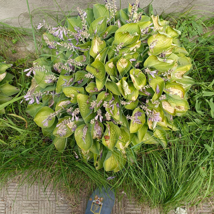 IMG_20250712_130731_312 (700x700, 821Kb)