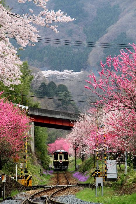 . a2f0b457c55ace183fcf6713a790031f--japan-sakura-pink-trees (466x700, 107Kb)