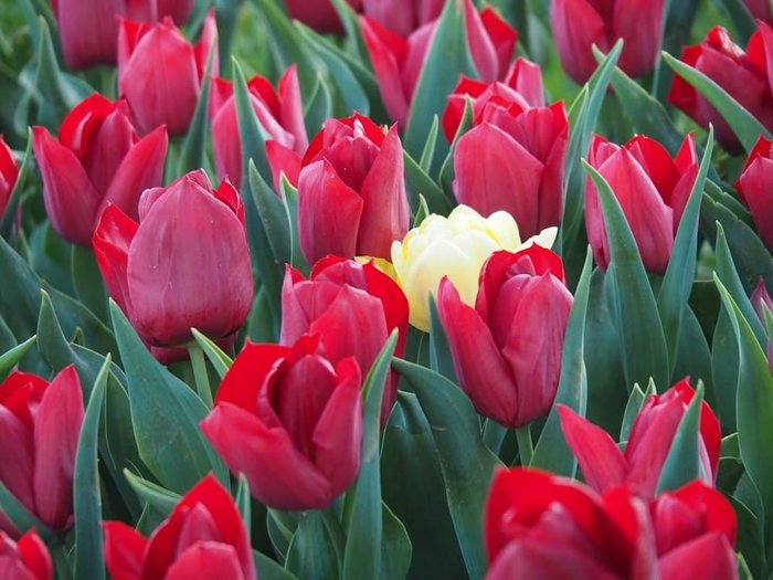 Fenerbahce+Park+Tulips (900x725, 72Kb)