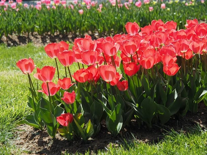 Hidiv+Park+tulips+2 (900x725, 115Kb)