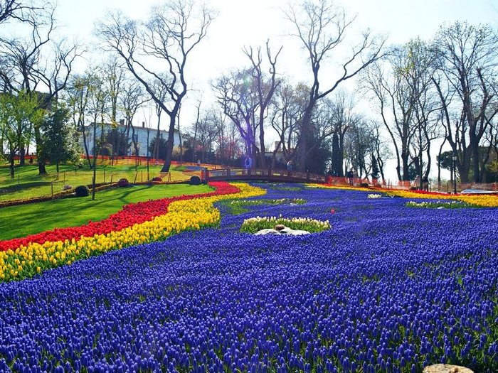 Tulip+River+version+2+Emirgan+Park+2+1200 (900x725, 159Kb)