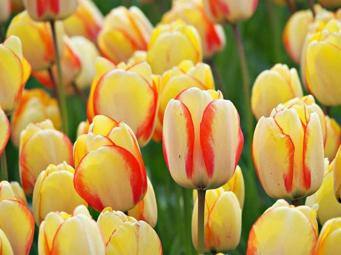 Yellow+and+red+tulips+at+Emirgan+Park+Istanbul (900x725, 60Kb)