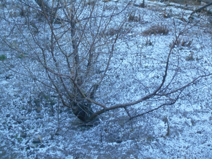4533467_DSCN74571_1_ (700x525, 366Kb)