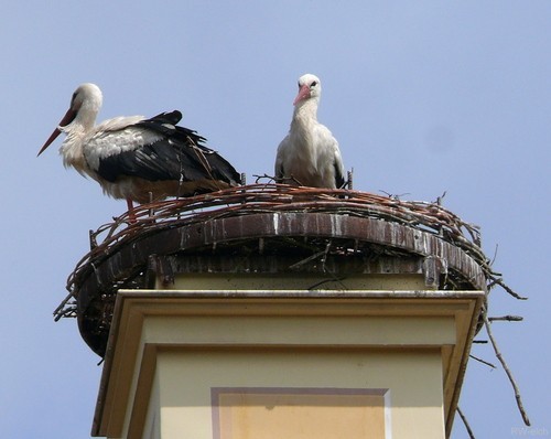 Замок Рамменау (нем. Barockschloss Rammenau) 68185