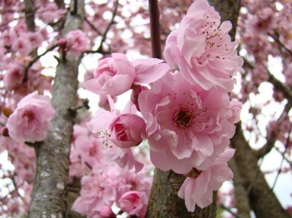 http://img0.liveinternet.ru/images/foto/b/1/apps/1/280/1280234_8.jpg