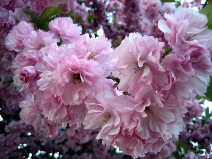http://img0.liveinternet.ru/images/foto/b/1/apps/1/280/1280270_25.jpg