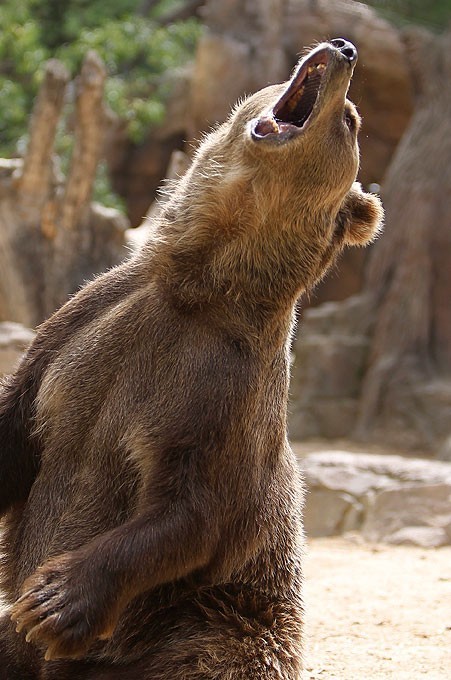 Коричневый медведь в зоопарке Мадрида.