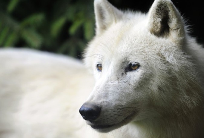 Арктический белый волк в зоопарке Амневилля.