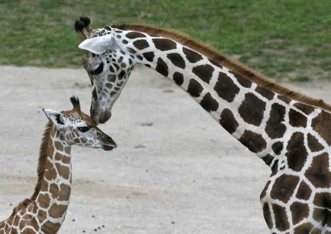 Жираф и жеребенок в зоопарке Праги.