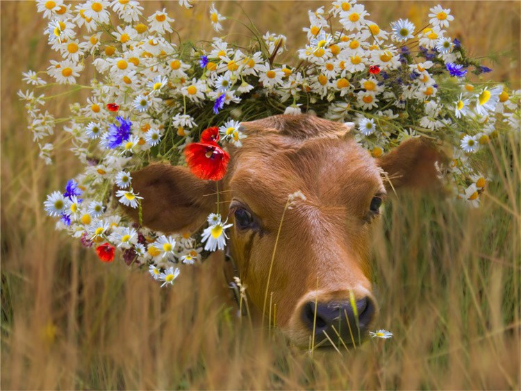 Картинки по запросу корова с ромашкой