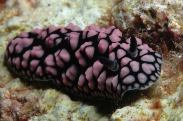 моллюски морские фото онлайн моллюски морские фото