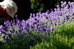 В Лондоне открылось Chelsea Flower Show, Англия, 25 мая 2010 года.