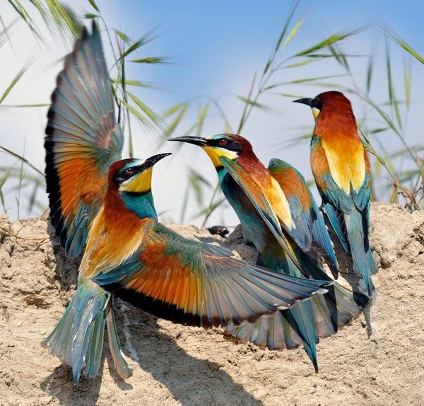 Птицы от Bonali Giuseppe 
