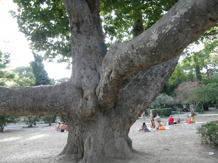 платан