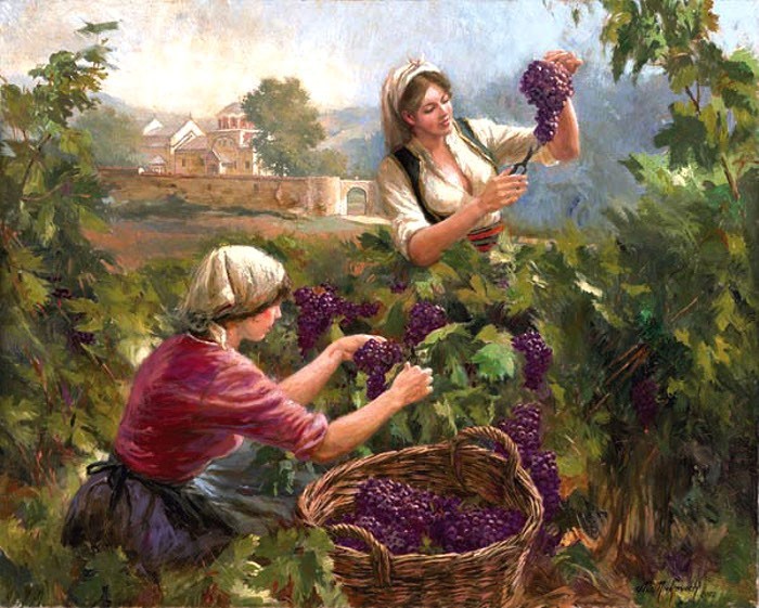 Grape Harvest