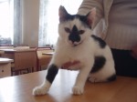 Котенок учителя русского языка