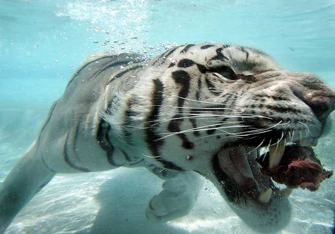 Тигр в бассейне.