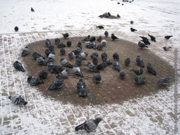 6.Гульки греются